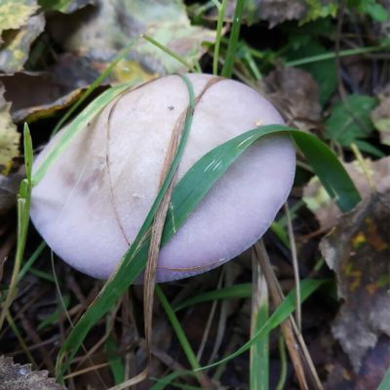 i阿尔山特产紫花脸纯野生天然美味食用菌 紫丁香蘑 蘑菇野生 500g