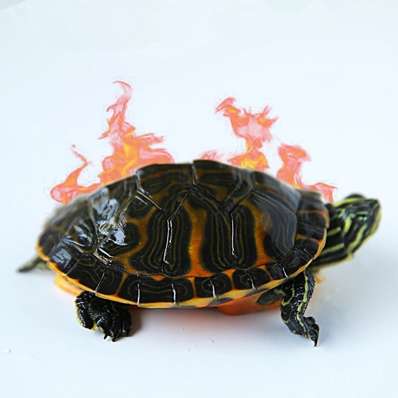 萌龟饲家火焰龟乌龟活体宽纹红黄腹深水缸混养龟长寿龟观赏素食吃菜叶