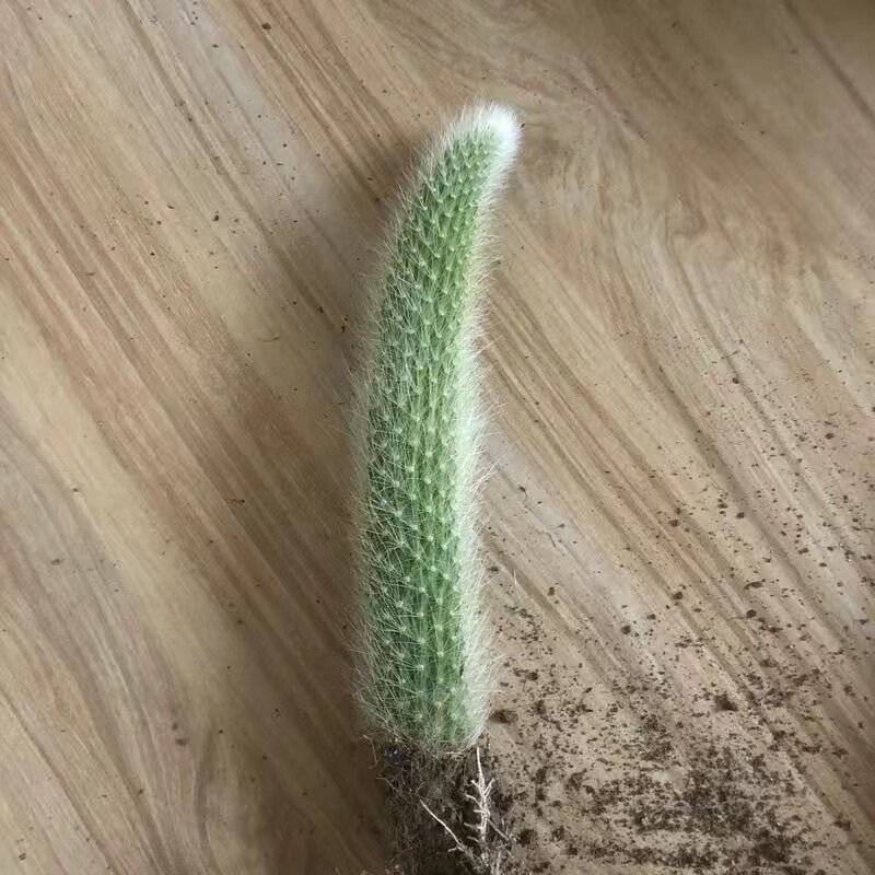 乐泡九尾狐多肉长毛可爱小尾巴稀有绿植阳台净化好养活猴尾柱 九尾狐