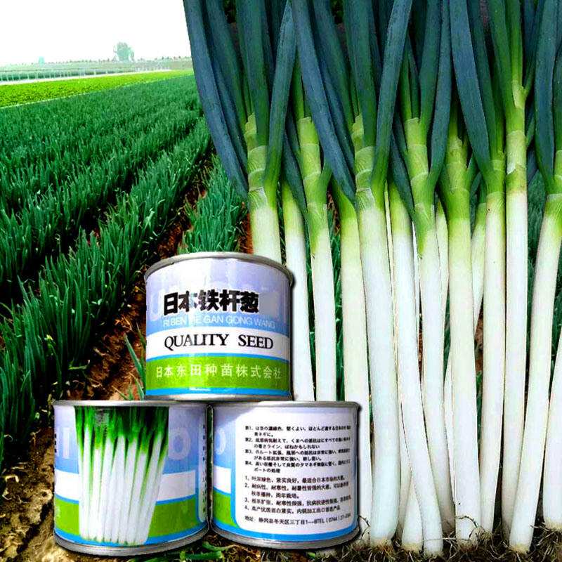 春枝韵日本铁杆葱王大葱种子进口铁杆大葱葱白紧实产量高四季蔬菜