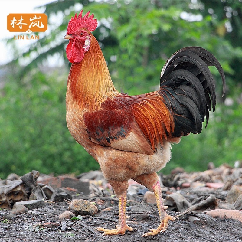 林岚（LINLAN）农家散养大公鸡银耳土鸡杀前约3.2斤左右新鲜公鸡银耳大公鸡老鸡