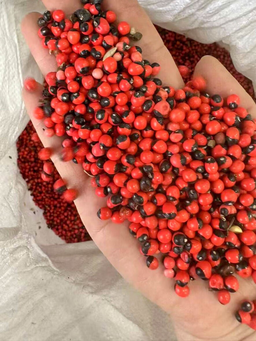 楓隅相思子种子四季播种用种籽籽 相思子种子一斤