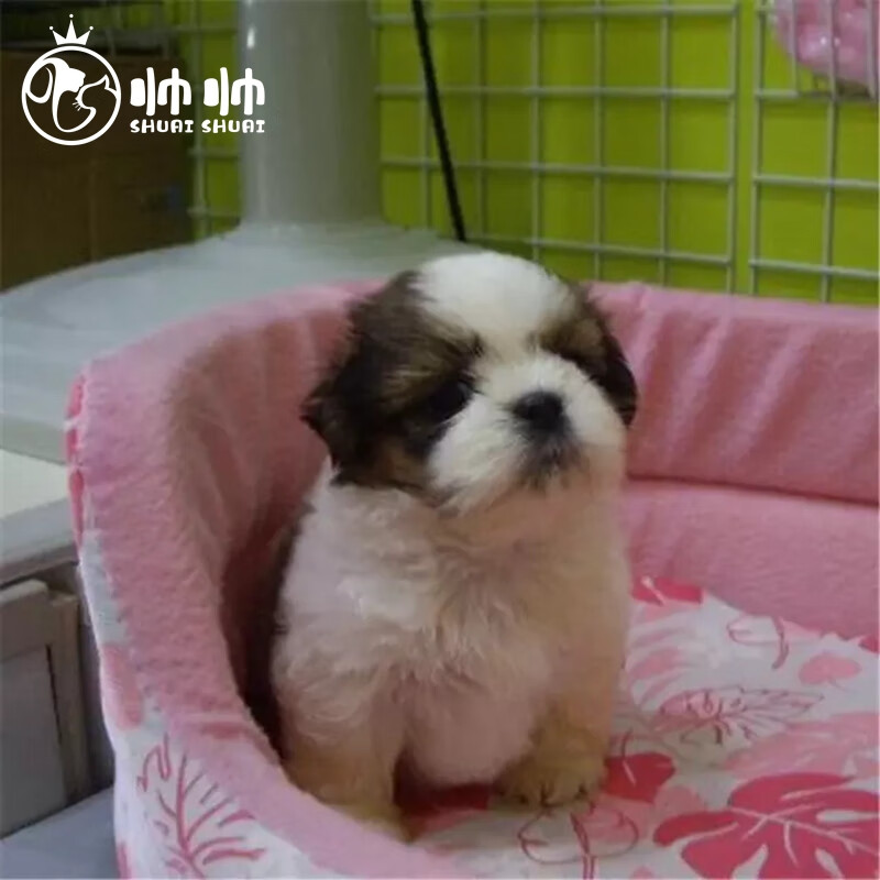 帅帅名宠 西施犬幼犬幼崽  纯种宠物狗活体 长毛狗  活体全国可托运