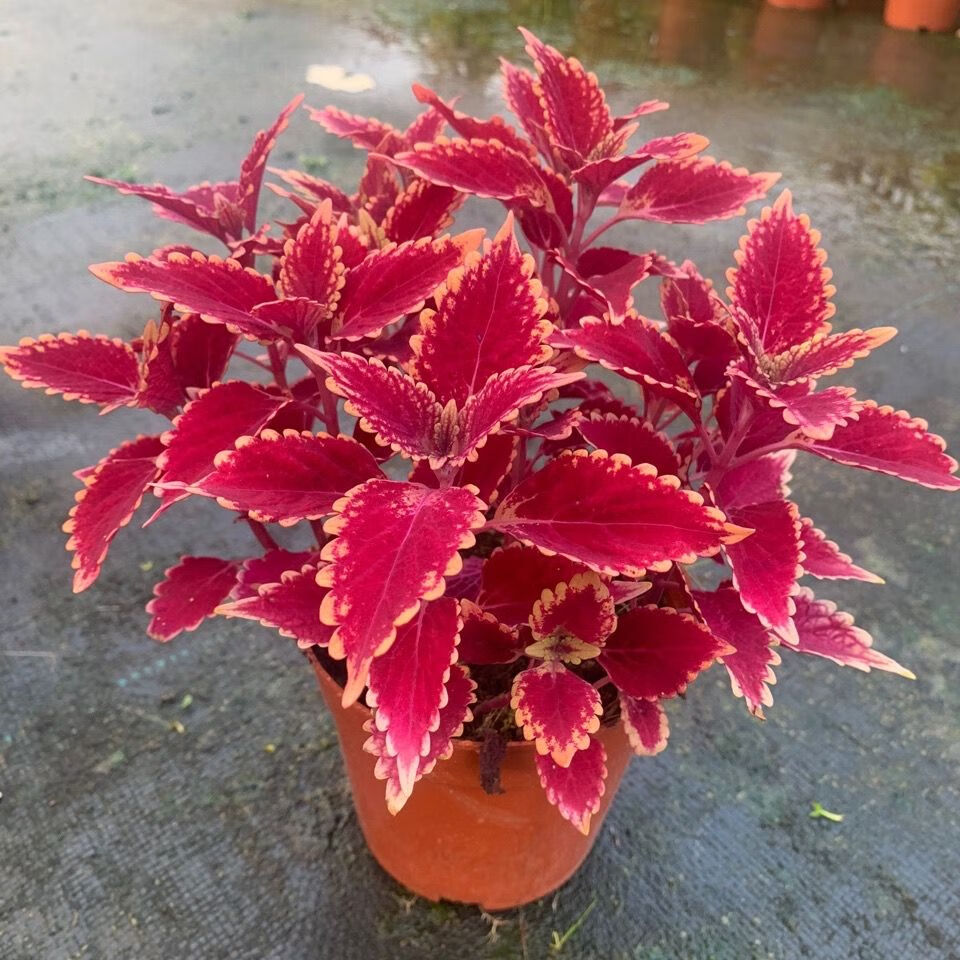 室内阳台庭院四季常红开花好养绿植 精品金边彩叶草【一盆2至3株】培