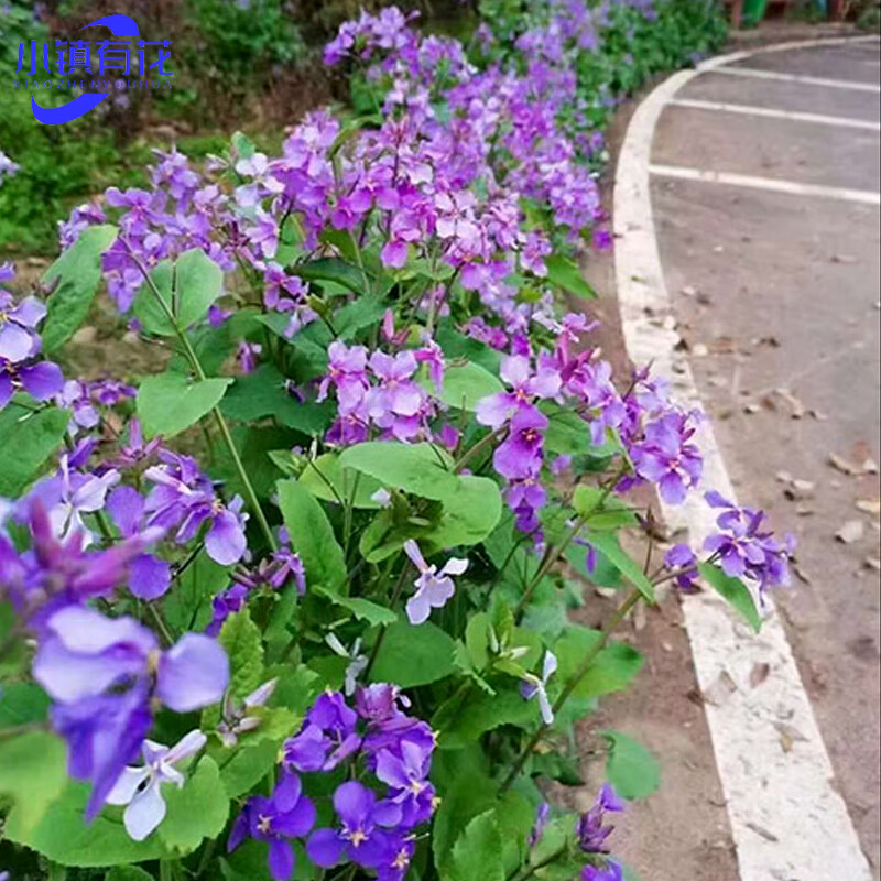 有花 二月兰种子秋冬花种子易活花草耐寒矮生早春庭院地被草花诸葛菜