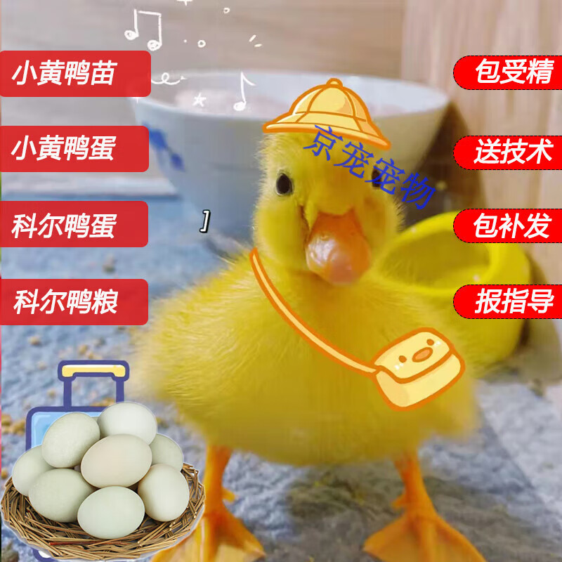 采缇(caiti)柯尔可达鸭蛋小型好养受精蛋可孵化小黄鸭蛋鸭种蛋新鲜