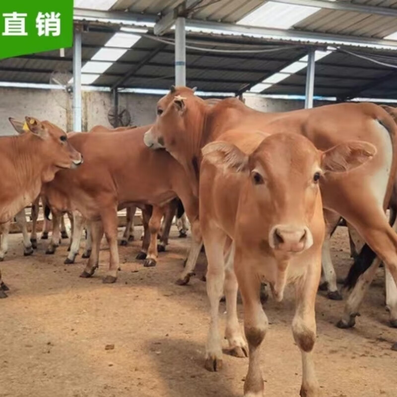 鲁西黄牛犊大型肉牛犊养殖活牛苗三元杂交牛崽西门塔尔牛仔活苗