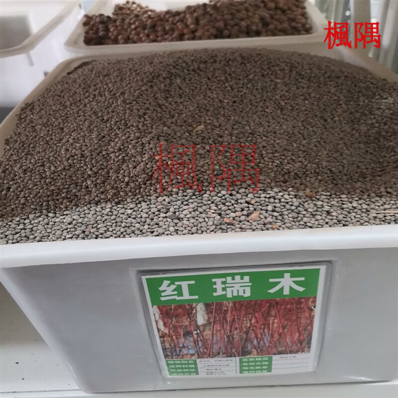 楓隅红瑞木种子红马球种籽观叶多年生春季秋季简单绿化色块苗木种籽