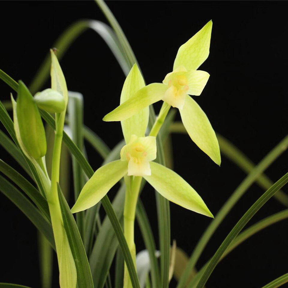 勋狸粑春兰慈恩素小叶兰花盆栽植物名贵浓香兰花苗带 五苗连体 裸根不