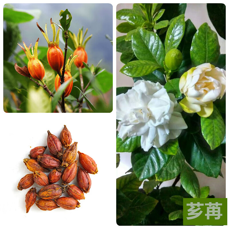 种子四季花卉大叶牡丹栀子花白无尽雪庭院多年生种籽 栀子花种子20粒