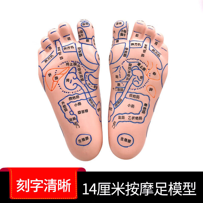 脚部按摩足模型手法点穴大号足浴刻字学员男人穴位 14cm足模一对约