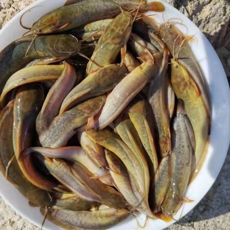 鱼苗土塘鲺鱼苗塘虱活体放生鱼苗淡水鱼苗 100条(5-7cm)防损10条 饲料