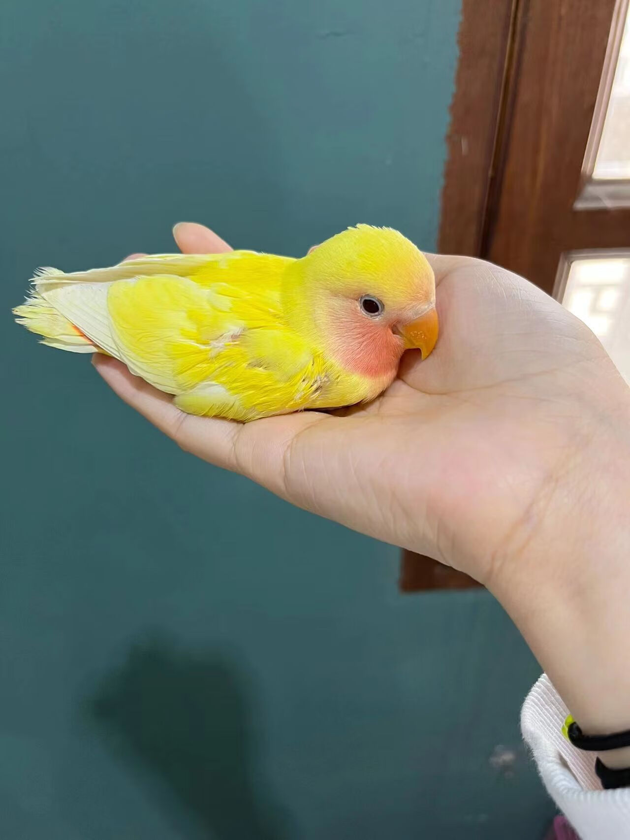 朵芮蜜手养牡丹黄桃绿桃日本雏鸟紫罗兰幼小鸟说话活鸟人半毛 黄桃
