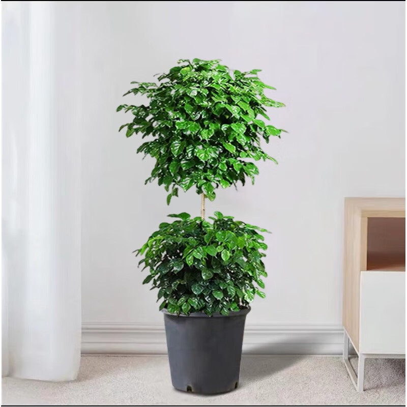 樱霞大植物幸福树大型盆栽室内客厅办公室净化空气植物绿宝好养易活