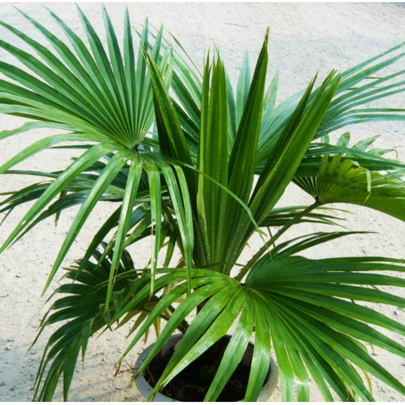 伊美花海植果缘(fruit border)花匠汇棕榈蒲葵树苗扇子树树老人葵