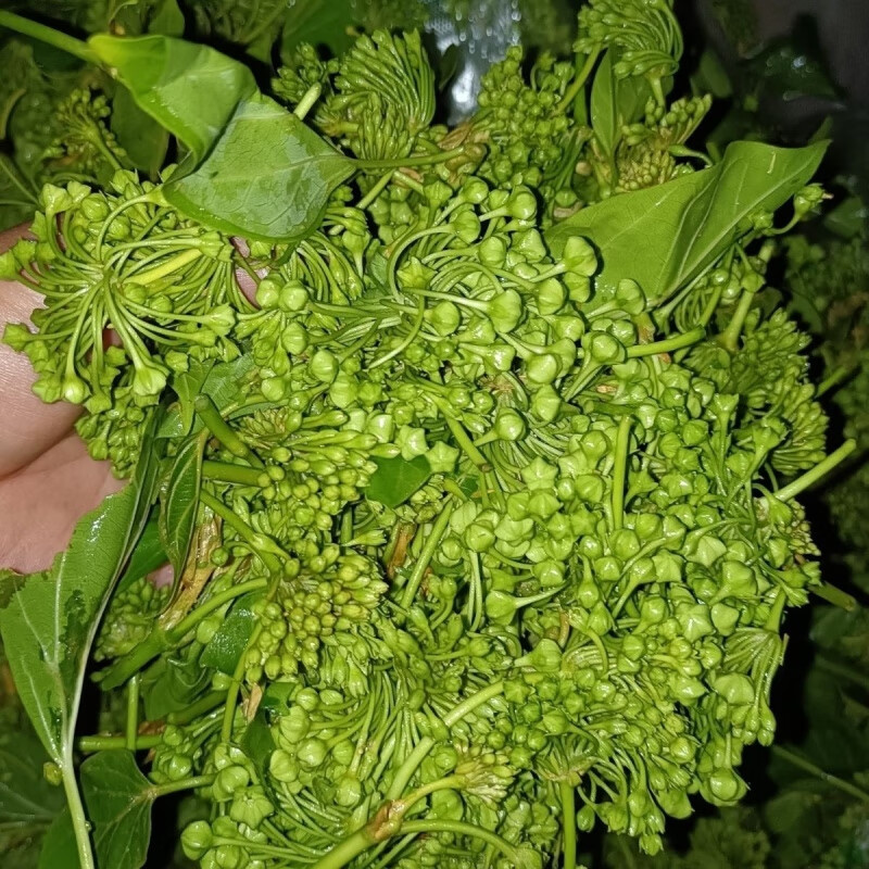 云南新鲜应季野生蔬菜苦藤花现摘 250克新鲜