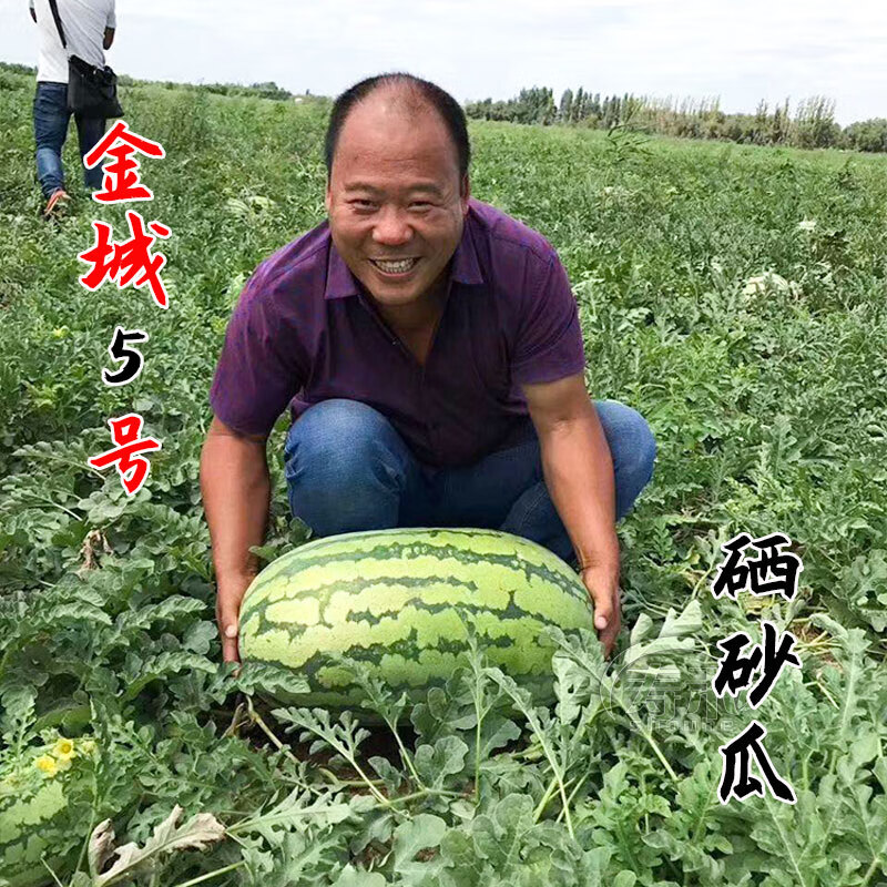 波思菊 特大巨型西瓜种子种籽苗麒麟懒汉早佳8424西瓜种子 金城5号