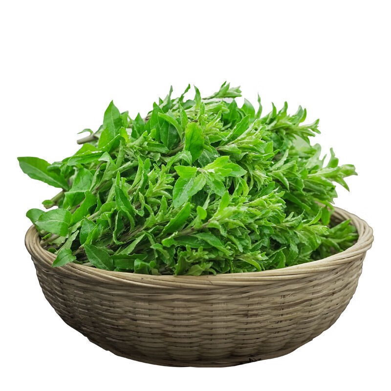 zxc枸杞菜 枸杞叶嫩叶 新鲜上汤菜食用蔬菜 1斤