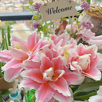 种球 盆栽室内阳台花卉种子多头易活耐寒植物 莲花公主3球装带盆栽好