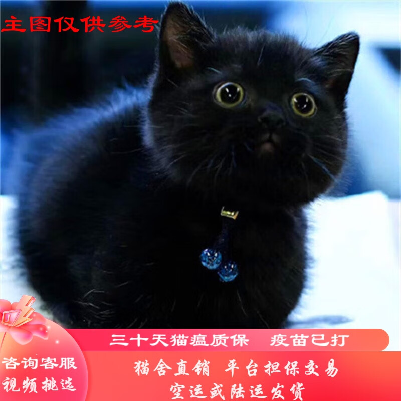 桓瑞宠物纯种宠物猫咪活体孟买猫幼猫幼崽黑猫 宠物级a款 公