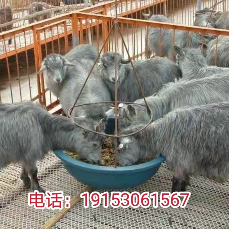 纯种青山羊活体小羊羔活苗大型鲁西南青山羊种羊多胎多羔怀孕母羊