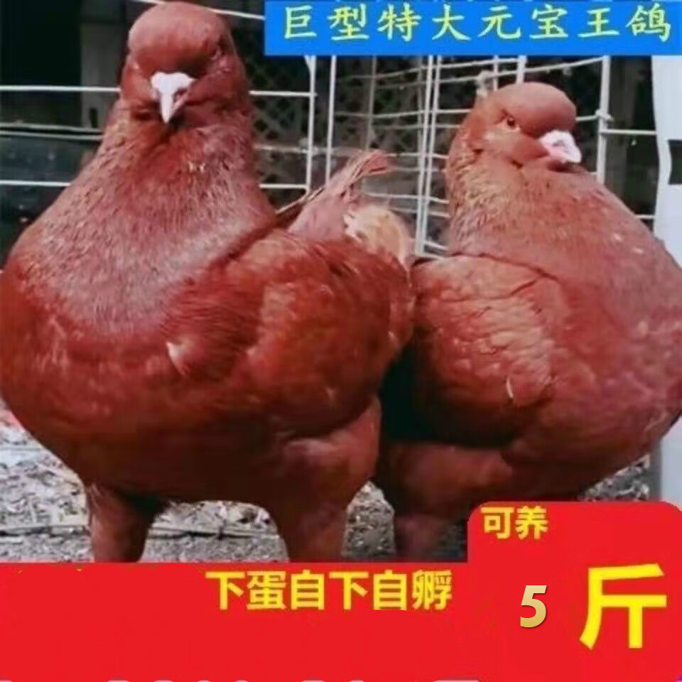 元宝鸽纯种特大型鸽子信鸽青年鸽肉鸽活体 酒红色巨型元宝鸽一公一母