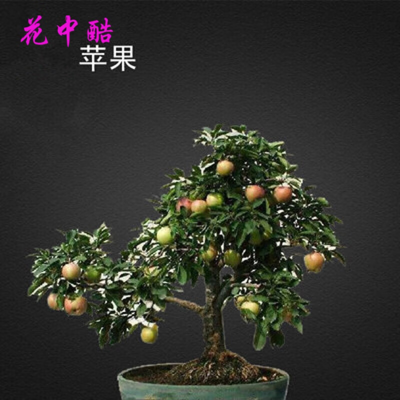 花中酷 花卉种子室内四季植物松种子盆栽易活盆景树林木种子 苹果20粒