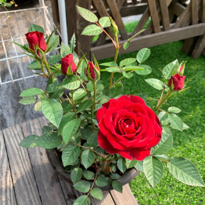 之夏欧月花苗带花苞室外庭院花园植物月季盆栽期长阳台植物 欧月大红