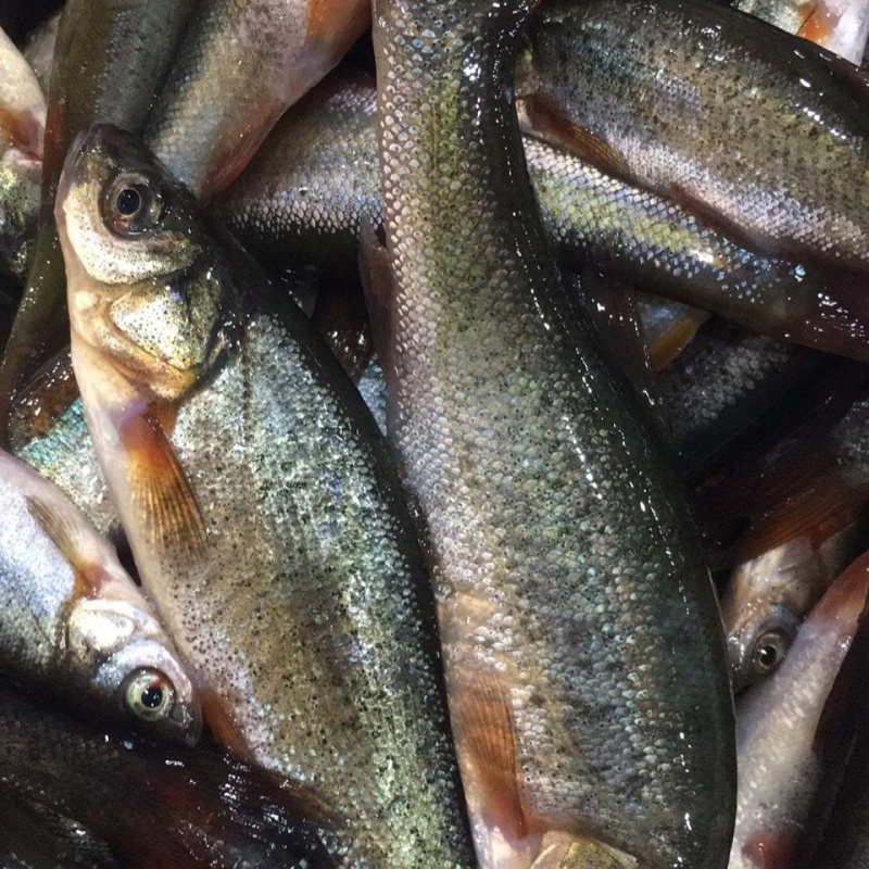 皓谦柳根鱼冷水柳根鱼松花江柳根鱼正宗活鲜柳根鱼 2斤中通