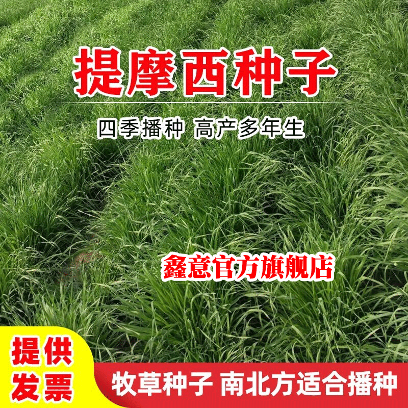 牧草种子提摩西草籽牧草种子兔子草粮提摩西草种子兔子爱吃四季种植