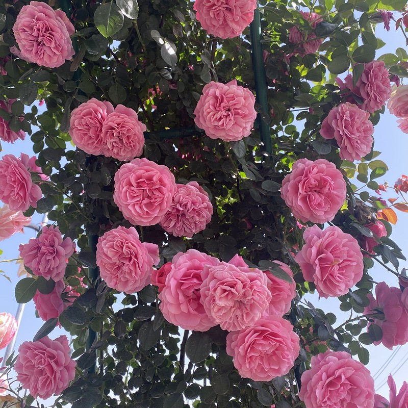 京东花卉商品怎么看历史价格|花卉价格走势图