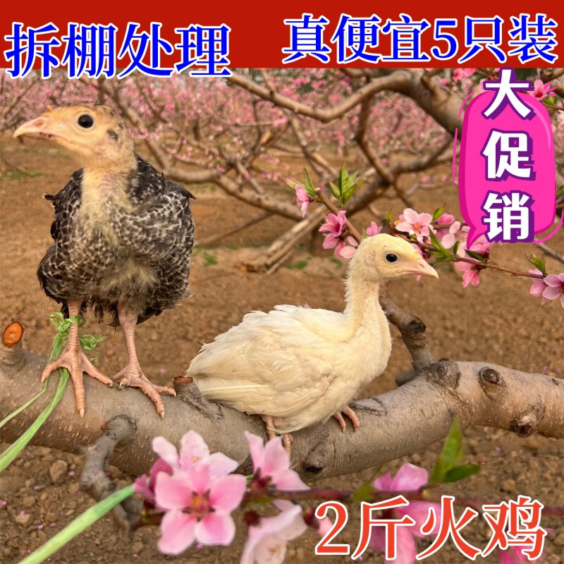 尼古拉火鸡活苗火鸡苗巨型火鸡苗青铜贝蒂娜火鸡大体重48斤包活 一个