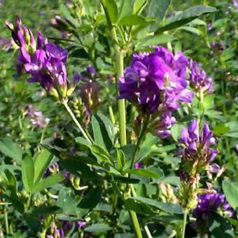 阳澄约定北方苜蓿草种子耐寒型多年生进口紫花苜蓿种子高营养好出芽