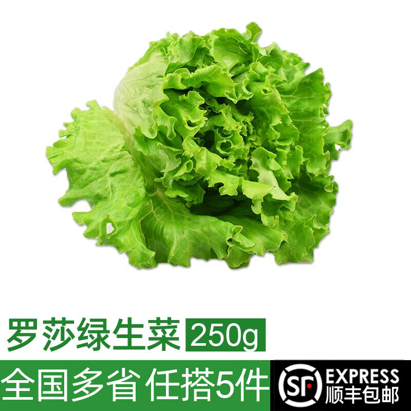 绿食者 新鲜绿叶生菜250g 罗莎绿花边生菜 沙拉食材西餐健康轻食蔬菜