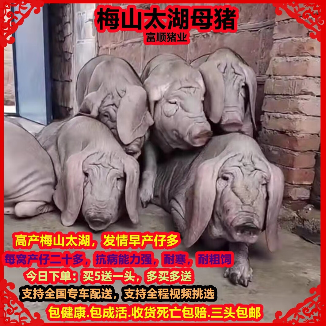 原种太湖母猪苗梅山小母猪仔纯种一代太湖二花脸后备母猪活体包邮 原