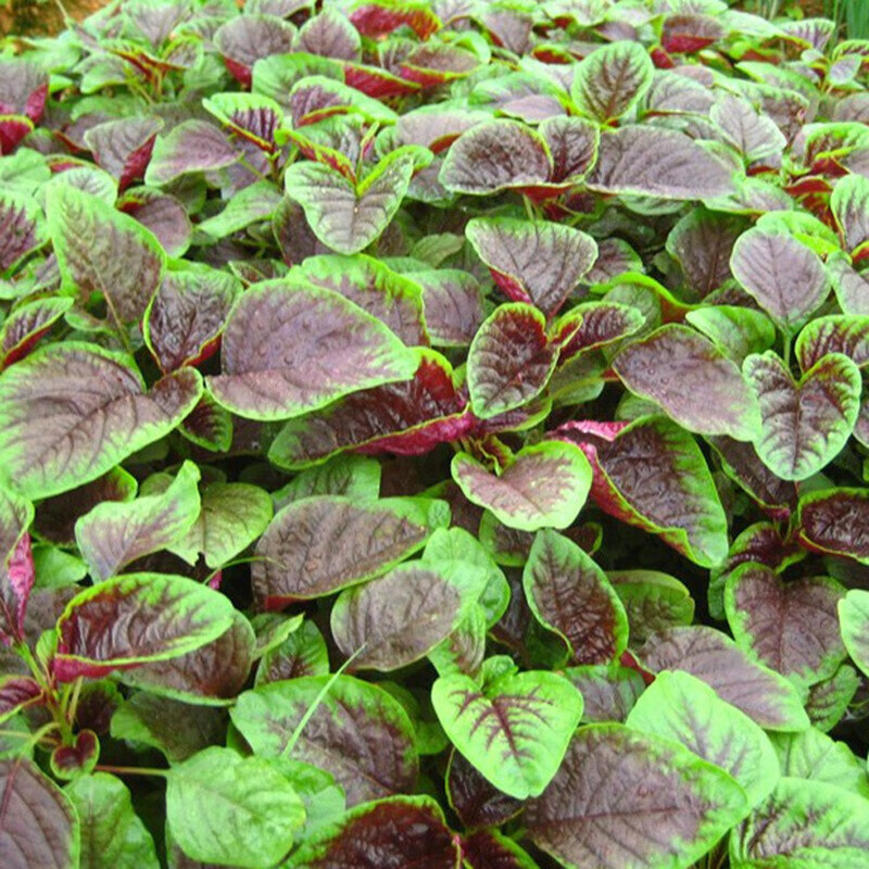 清晨露水园艺花红苋菜种子 白苋菜种子 蔬菜种子菜籽 阳台种菜 盆栽