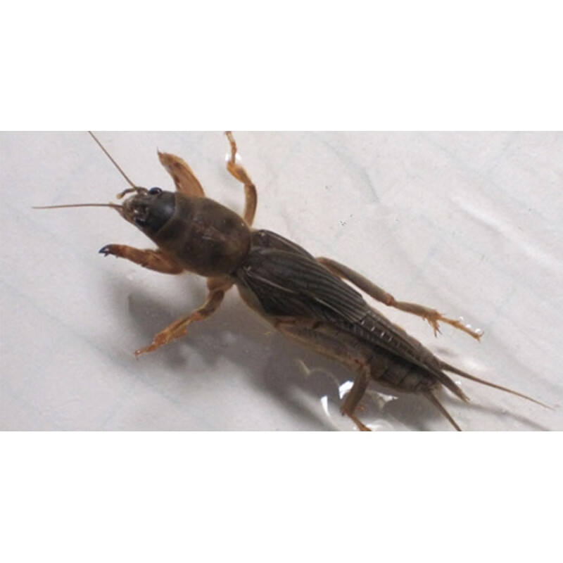 速缘乐蝼蛄拉拉蝲蝲蛄美味蝼蝈50克