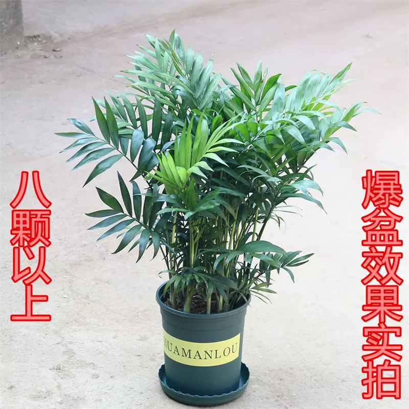 叹为观止大型盆栽金钱树植物发财树柠檬树天堂鸟米兰办公室内绿萝散尾葵 散尾葵【60-70厘米】 含盆高性价比高么？