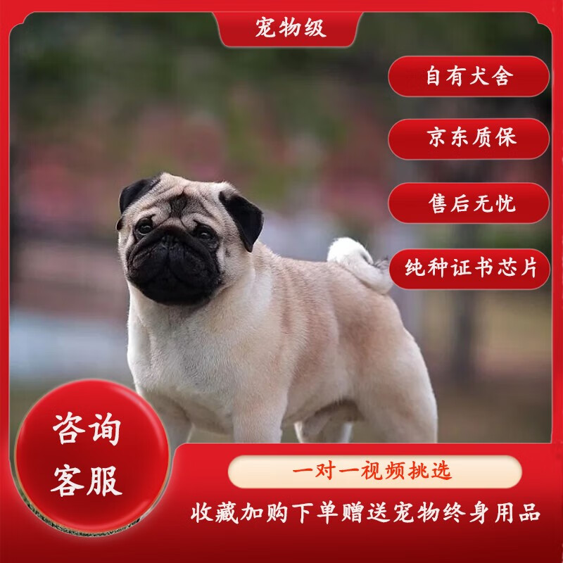 蒂瑞科纯种巴哥幼犬宠物狗狗活体纯种八哥幼崽小狗仔黑色巴哥犬 宠物