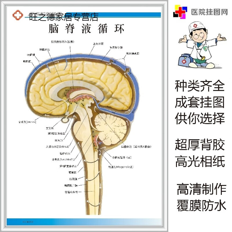 恋品惠医院医学挂图脑脊液循环解剖图海报定制人体解剖 标准(总量超3