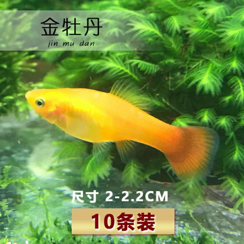 鱼彩裙鱼淡水观赏鱼活好养耐活彩色混养群游鱼 金牡丹(8条送2条备损)