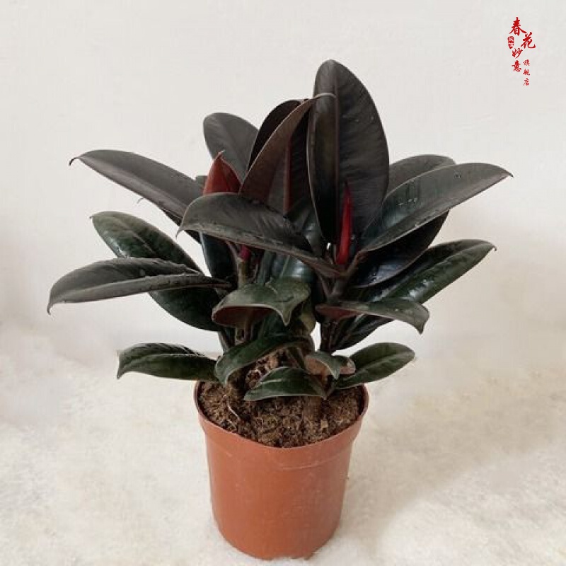 室内绿植花卉盆栽苹果竹芋孔雀竹芋 猫眼彩虹绿植盆栽植物 橡皮树一盆