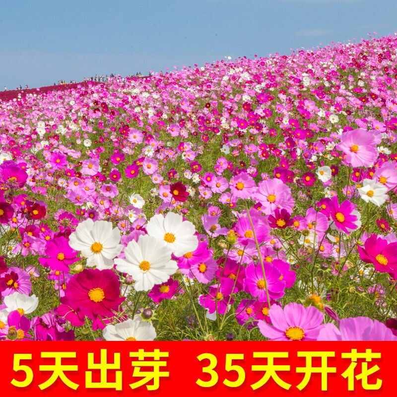 卓天(zhuotian)格桑花种子易养活四季可种混色波斯菊花籽懒人花见土就