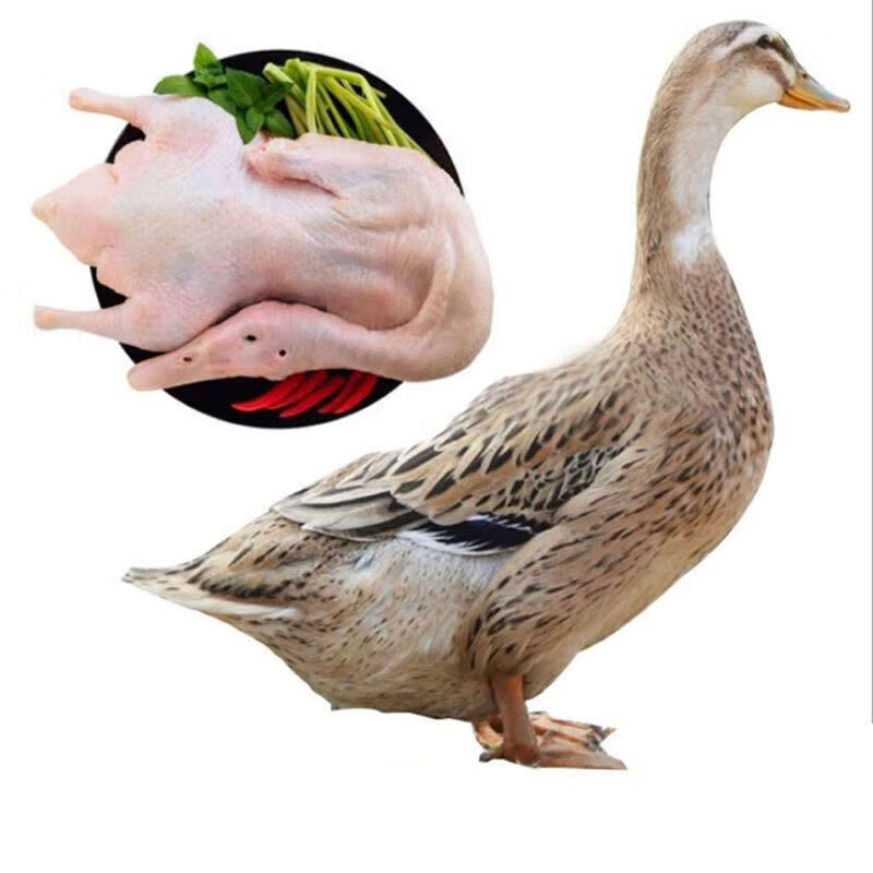 哪款白条鸭销量好_2023年白条鸭热销榜 - 十大牌子网