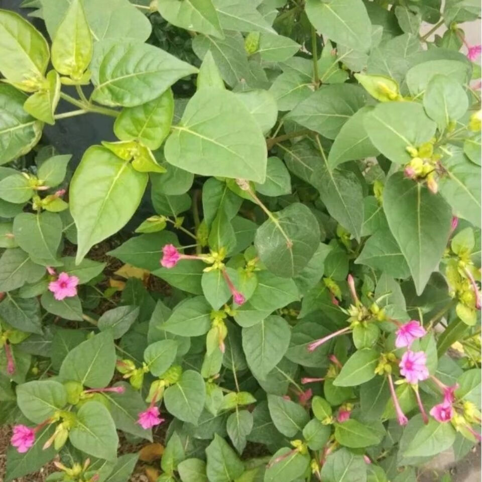 新鲜野生入地老鼠 钻地老鼠 白古首花头紫茉莉根中药材新 野生新鲜地