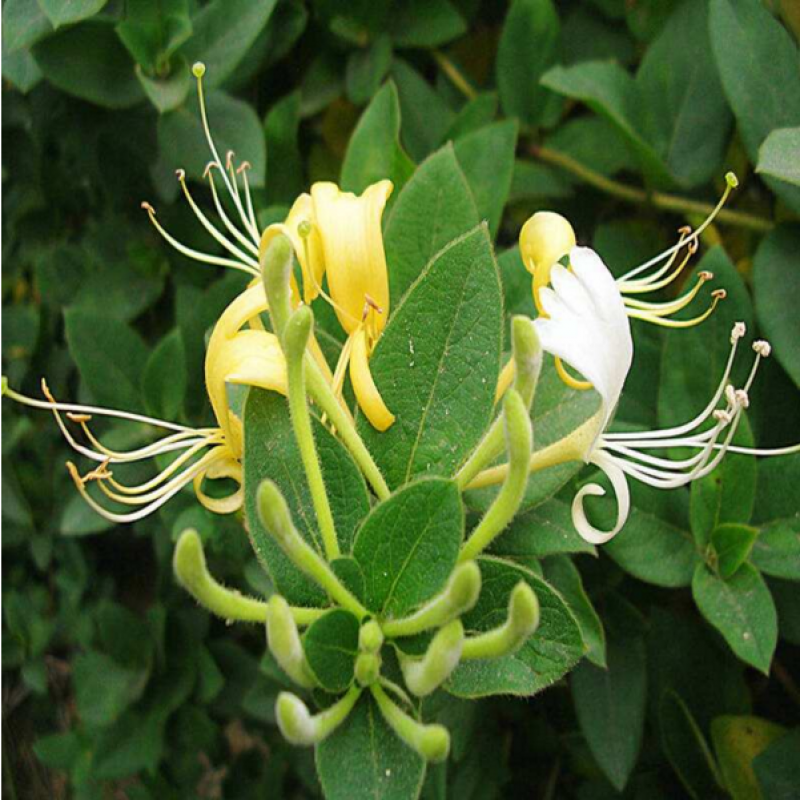 如何看苗木商品历史价格|苗木价格比较