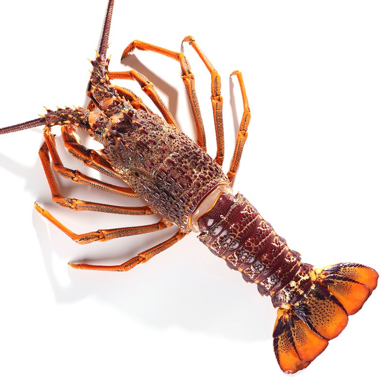 壹家盛澳龙大龙虾 新西兰进口纽龙超大只虾类活冻海鲜水产 2-2.