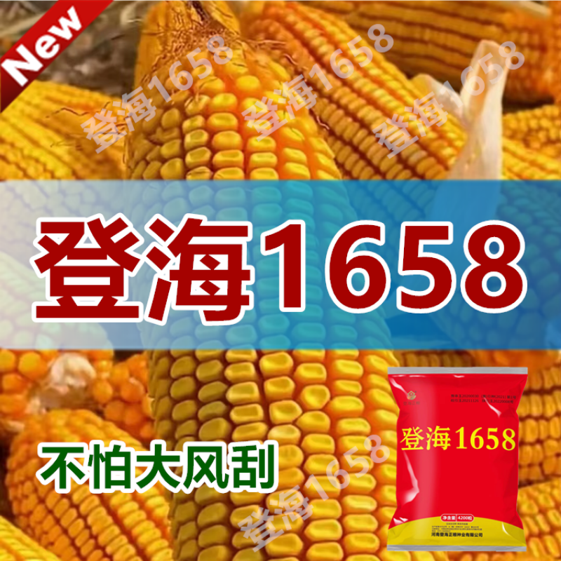 细辛大马牙杂交高产角质矮杆玉米种子早熟抗旱抗病饲料用种子批发