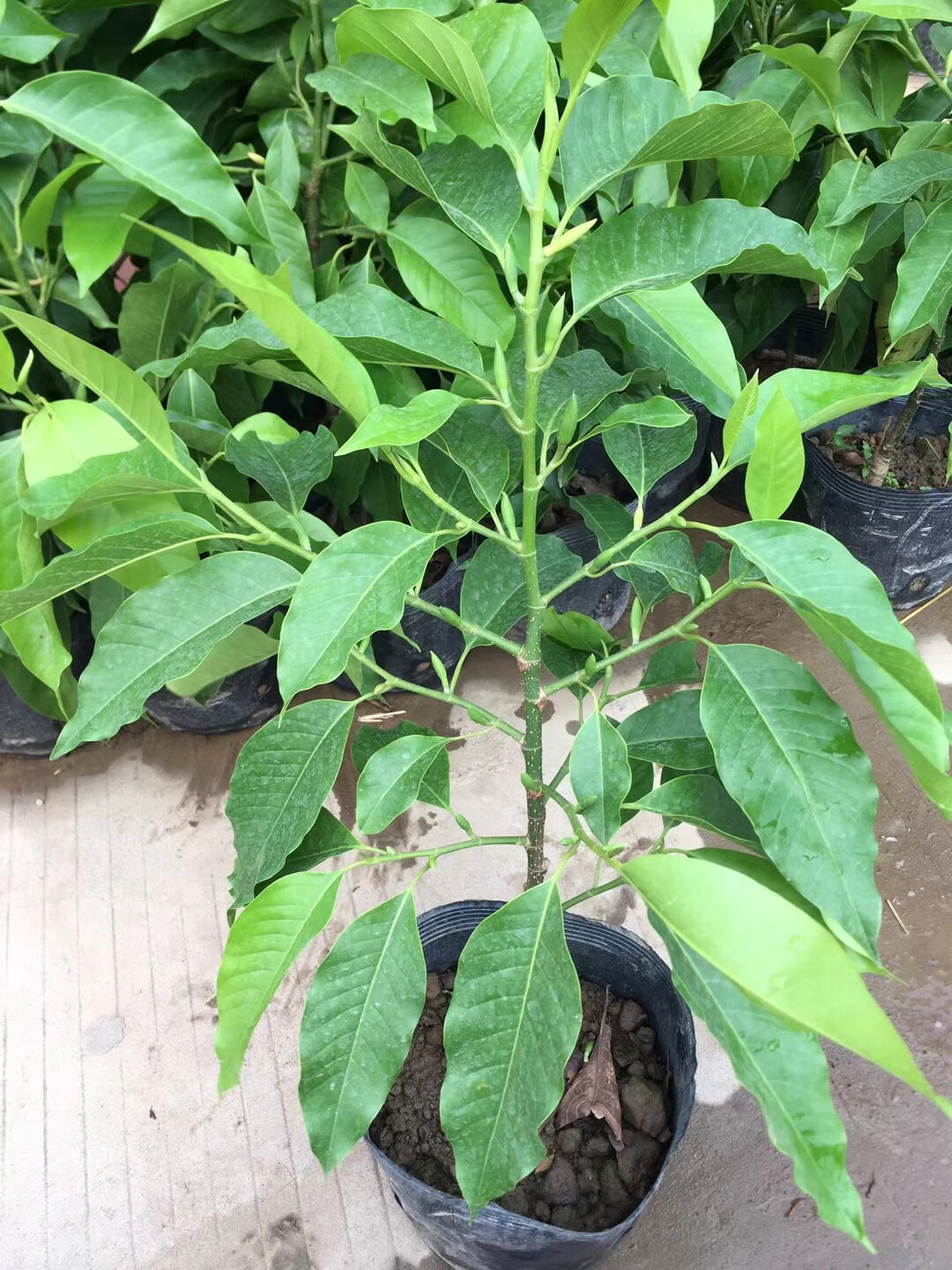 瑰季白兰花盆栽花卉植物室内花四季黄角兰白玉兰花树苗老桩带花苞开花