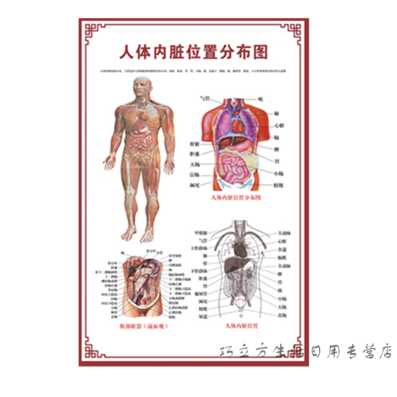 示意图医学骨骼肌肉器官血管血液结构图医院海报 人体内脏位置分布图